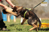 Puppy Starter Harness / Half Back Harness