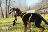 Puppy Starter Harness / Half Back Harness