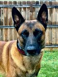 The Covert - Theme Design - Hidden E-Collar Receiver