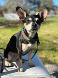 The MINI Stealth - Small Dog - Hidden Prong Collar