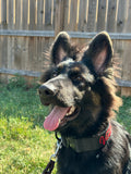 The Covert - Theme Design - Hidden E-Collar Receiver
