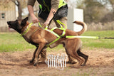 Wheel Dog Harness Mod