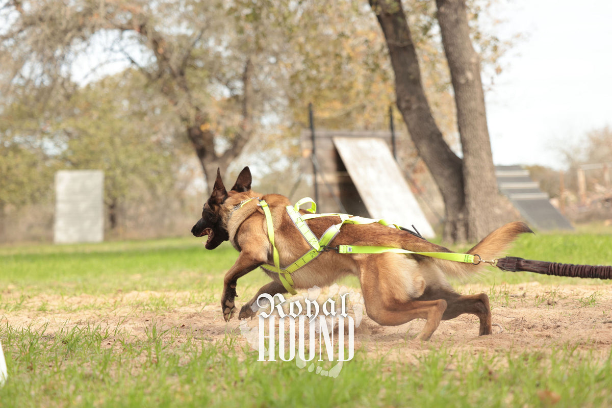 Agility dog outlet harness