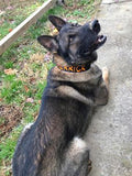 Collar con hebilla de liberación rápida de 2" (metal o plástico)