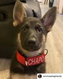 Ligero 1.5" (Collar de cachorro - Collar de parche)