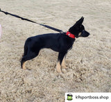 Ligero 1.5" (Collar de cachorro - Collar de parche)