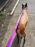 1” Leash - With Embroidery