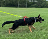 Puppy Starter Harness / Half Back Harness