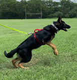 Puppy Starter Harness / Half Back Harness
