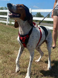 Puppy Starter Harness / Half Back Harness