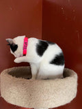 collar de gato