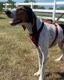 Puppy Starter Harness / Half Back Harness