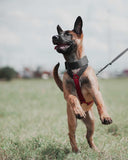 Puppy Starter Harness / Half Back Harness