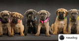 Ligero 1.5" (Collar de cachorro - Collar de parche)