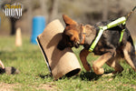 Arnés de arranque para cachorros / Arnés de media espalda 