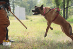 Arnés de arranque para cachorros / Arnés de media espalda 