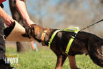 Arnés de arranque para cachorros / Arnés de media espalda 