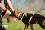 Arnés de arranque para cachorros / Arnés de media espalda 