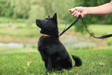 Hands Free Crossbody Leash