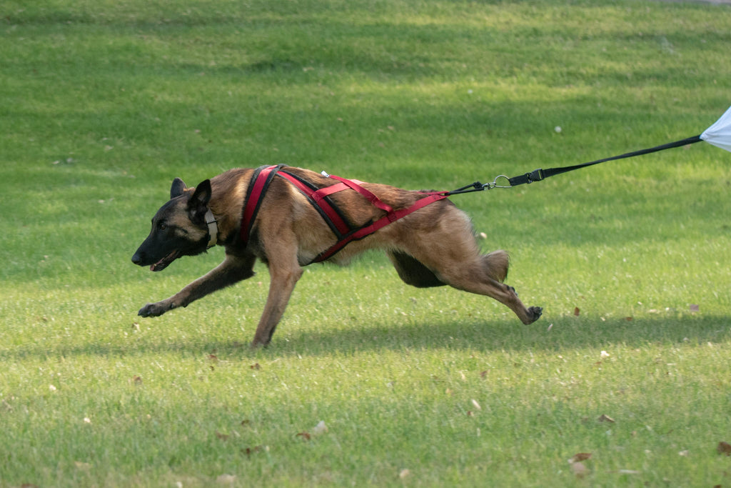 X back dog 2024 harness