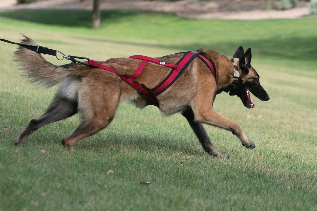 X back dog deals harness