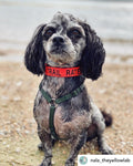 Perro pequeño - Collar con hebilla de liberación rápida de 3/4" (metal o plástico)