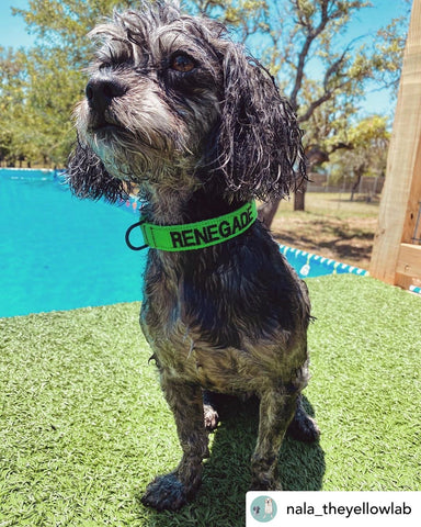 Perro pequeño - Collar con hebilla de liberación rápida de 3/4" (metal o plástico)
